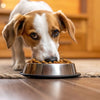 Understanding Why Does My Dog Flip His Food Bowl Over