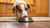 Understanding Why Does My Dog Flip His Food Bowl Over