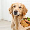 Why Does My Dog Grab Food and Eat Somewhere Else?