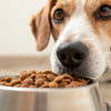 Understanding Why Does My Dog Hate Kibble: A Comprehensive Guide