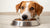 Understanding Why Does My Dog Headbutt His Food Bowl: Insights and Solutions