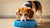 Understanding Why Does My Dog Keep Digging in Her Water Bowl?-140796788975
