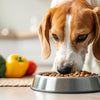 Why Does My Dog Keep Dumping His Food Bowl?