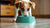 Understanding Why Does My Dog Keep Dumping His Water Bowl-140796330223