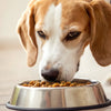 Why Does My Dog Keep Flipping Her Food Bowl?