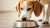 Understanding Why Does My Dog Keep Flipping Her Food Bowl? Exploring Causes and Solutions