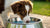 Understanding Why Does My Dog Keep Flipping His Water Bowl-140793413871