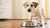 Understanding Why Does My Dog Keep Knocking Over His Food Bowl