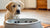Understanding Why Does My Dog Keep Peeing in His Water Bowl-140796985583