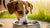 Understanding Why Does My Dog Keep Spilling Her Water Bowl: Insights and Solutions