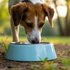 Understanding Why Does My Dog Keep Tipping His Water Bowl Over