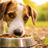 Why Does My Dog Knock Food Out of His Bowl?