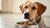 Understanding Why Does My Dog Not Eat His Food Sometimes-140218663151
