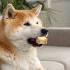 Understanding Why Does My Dog Not Like Dry Food?