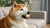 Understanding Why Does My Dog Not Like Dry Food?