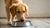 Understanding Why Does My Dog Nudge His Food Bowl Before Eating