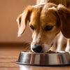 Understanding Why Does My Dog Only Eat Half Her Food: A Comprehensive Guide for Dog Owners