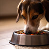 Understanding Why Does My Dog Only Eat Half of His Food: Insights and Solutions