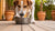 Understanding Why Does My Dog Paw at His Water Bowl?-140795216111