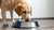 Understanding Why Does My Dog Paw the Water Bowl: A Comprehensive Guide-140794593519