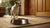 Understanding Why Does My Dog Pee Near His Food Bowl: Causes and Solutions