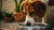 Understanding Why Does My Dog Pee on His Water Bowl: Insights, Causes, and Solutions-140796625135