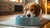 Understanding Why Does My Dog Play in Her Water Bowl: Insights and Solutions for Dog Owners