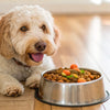 Why Does My Dog Play With Her Food Before Eating?
