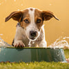Understanding Why Does My Dog Play with His Water Bowl