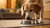 Understanding Why Does My Dog Poop in His Food Bowl: A Comprehensive Guide
