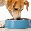 Why Does My Dog Put His Paw in Water Bowl