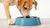 Understanding Why Does My Dog Put His Paw in Water Bowl: Exploring Canine Behavior