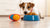 Understanding Why Does My Dog Put Toys in Their Food Bowl