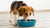 Understanding Why Does My Dog Scratch the Water Bowl: Unpacking the Behavior-140794298607