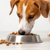 Why Does My Dog Spill His Food Before Eating?