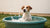 Understanding Why Does My Dog Splash His Water Bowl: The Hidden Reasons Behind a Playful Habit-140791513327