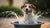 Understanding Why Does My Dog Splash in Her Water Bowl: A Comprehensive Guide-140789350639