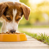 Understanding Why Does My Dog Take Her Food Away to Eat