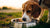 Understanding Why Does My Dog Throw His Water Bowl: Deconstructing the Behavior-140794986735
