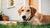 Understanding Why Does My Dog Throw Up After Eating Dog Food?