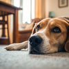 Why Does My Dog Throw Up Food Hours After Eating