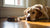Understanding Why Does My Dog Throw Up His Food After Eating-140217057519