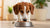 Understanding Why Doesn’t My Dog Like Dry Food? Tips to Encourage Healthy Eating Habits