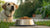 Understanding Why Dogs Are Not Eating Food: Causes and Solutions-140407931119