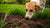 Understanding Why Dogs Bury Their Food Before Eating It