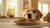 Understanding Why Dogs Can't Eat Human Food: A Guide for Pet Owners-140218892527