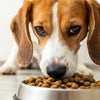 Understanding Why Dogs Chew Kibble: The Science Behind Their Eating Habits