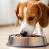 Why Do Dogs Dig in Their Food Bowl? Common Reasons and Solutions