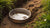 Understanding Why Dogs Dig in Their Water Bowls: Insights and Solutions-140790890735