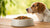 Understanding Why Dogs Don’t Eat Food: Common Causes and Solutions